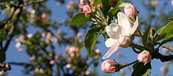 Apfelbaum in voller Bl&uuml;te